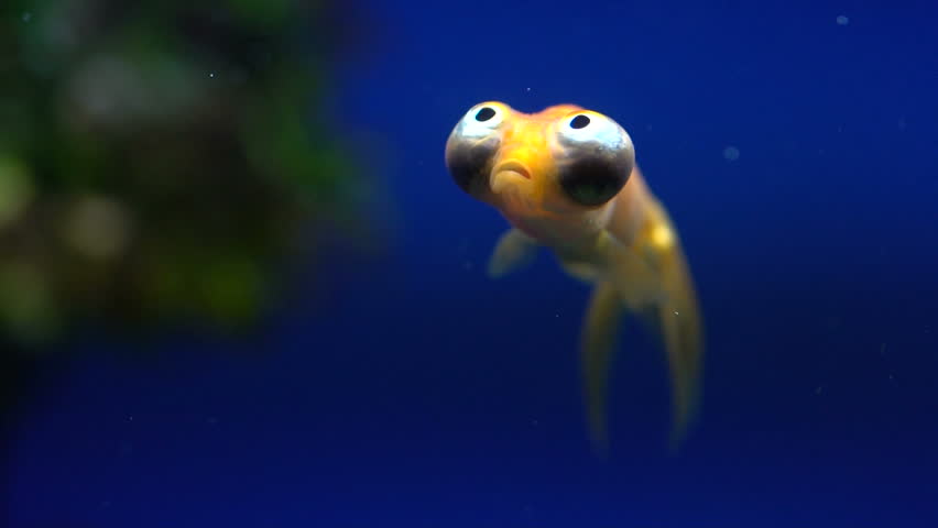 Close Up of A Strange Big Eyed Fish Swimming in Slow Motion | Shutterstock HD Video #22459729