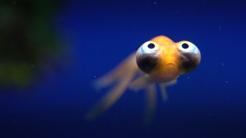 Close Up of A Strange Big Eyed Fish Swimming in Slow Motion