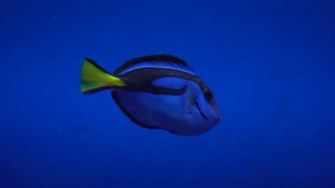 Close Up of Surgeonfish Swimming in Slow Motion