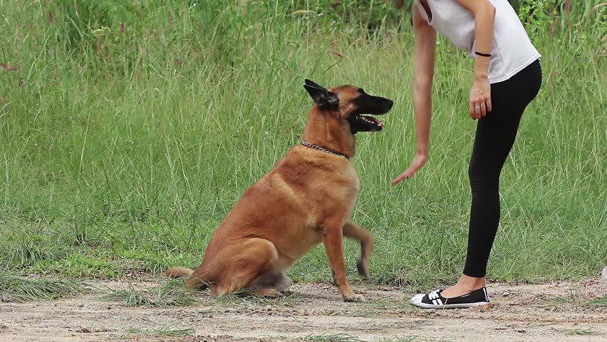 girl and pet, dog trainer feeding and doing exercise with German Shepherd Royalty-Free Stock Footage #22460083