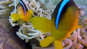Beautiful Underwater Clownfish and Sea Anemones. Picture of clownfish and sea anemones in the tropical reef of the Red Sea, Dahab, Egypt.