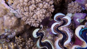 Underwater Colorful Hard Coral Maxima Clam. Picture of maxima clam in the tropical reef of the Red Sea, Dahab, Egypt.
