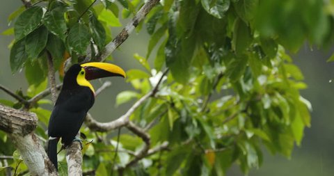Chesnut-mandibled Toucan sitting on the branch in tropical rain with green jungle background. Wildlife scene from nature with beautiful bird with big bill. Toucan in the nature. Big beak bird.