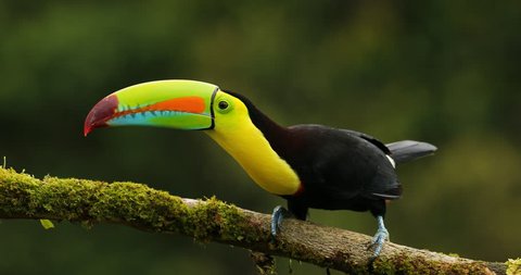 Keel-billed Toucan, Ramphastos sulfuratus, sitting on the branch in the forest. Bird with big bill. Wildlife scene from tropic nature. Birdwatching of Costa Rica, Central America.