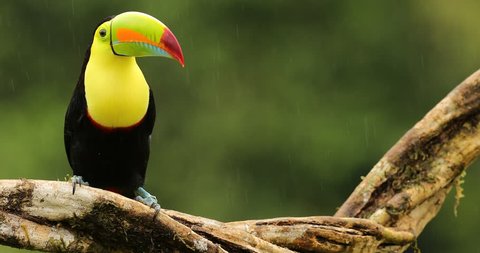 Keel-billed Toucan, Ramphastos sulfuratus, sitting on the branch in the forest, Mexico. Bird with big bill. Wildlife scene from tropic nature. Wildlife scene from tropic nature. Birdwatching