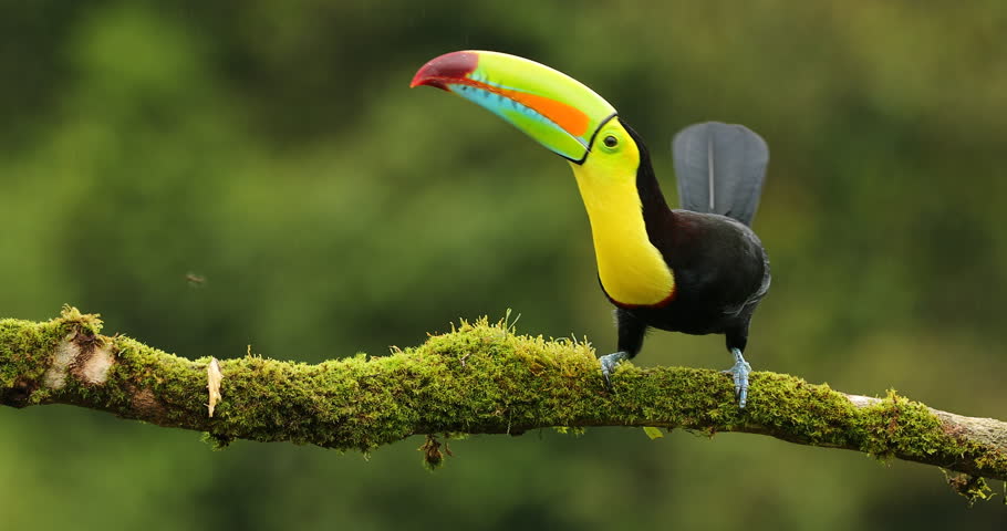 Keel Billed Toucan Ramphastos Sulfuratus Image Free Stock Photo 