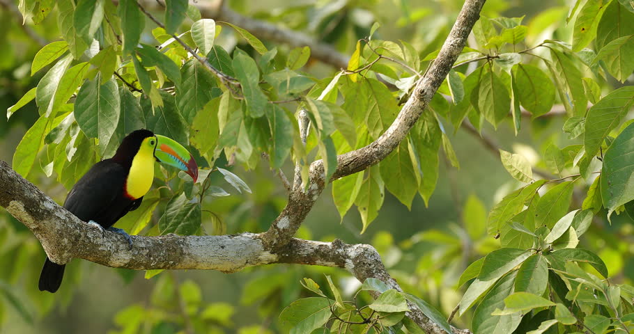 Keel-billed Toucan, Ramphastos sulfuratus, sitting on the branch in the forest, Mexico. Bird with big bill. Wildlife scene from tropic nature. Birdwatching of Costa Rica, Central America.