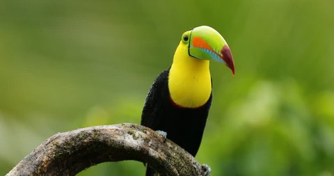 Keel-billed Toucan, Ramphastos sulfuratus, sitting on the branch in the forest. Bird with big bill. Wildlife scene from tropic nature. Birdwatching of Costa Rica, Central America.
