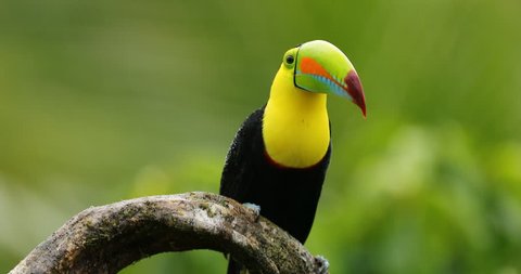 Keel Billed Toucan Ramphastos Sulfuratus Sitting Stockvideos Filmmaterial 100 Lizenzfrei Shutterstock