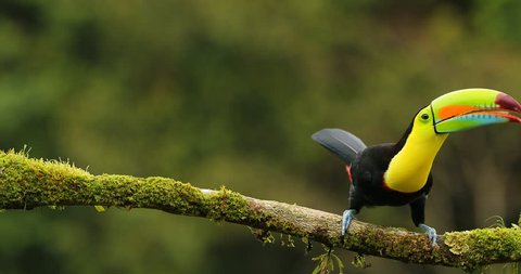 Keel-billed Toucan, Ramphastos sulfuratus, sitting on the branch in the forest, Mexico. Bird with big bill. Wildlife scene from tropic nature. Birdwatching of Costa Rica, Central America.