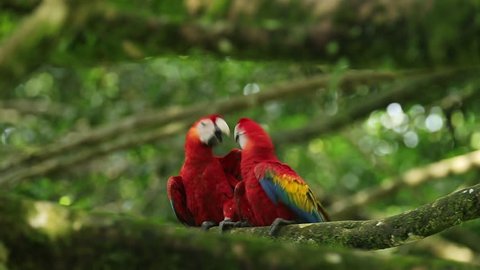Parrot love, two red bird. Scarlet Macaw Ara macao in dark green tropical forest. Big red in the nature habitat, parrot hidden in the palm leaves. Bird in Costa Rica, Central America