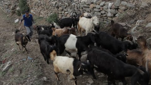 CIRCA 2011: WS HA Farmer with herd of goats walking up dirt road / India