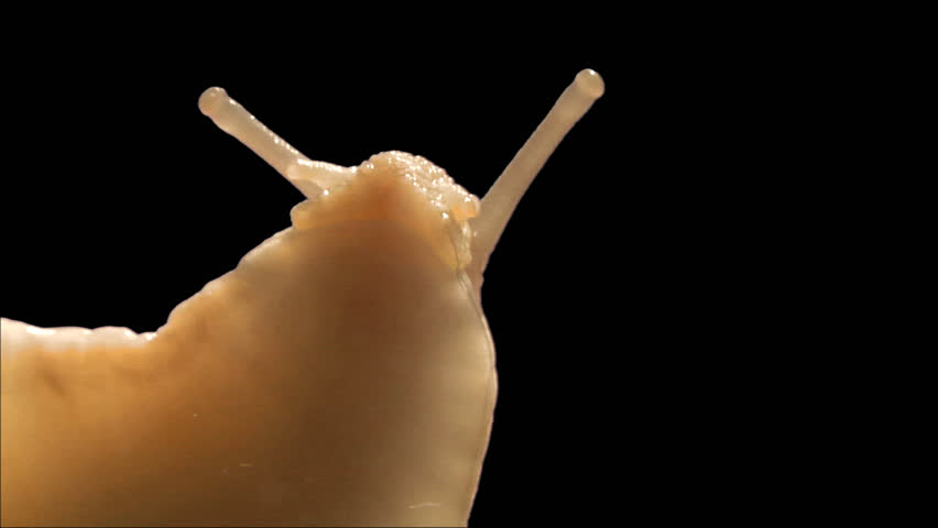 Isolate garden snail with alpha matte