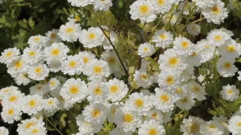 CIRCA 2011: CU White Daisies Blowing in Wind / England, UK