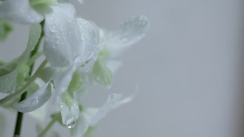 CIRCA 2010: CU Water droplets on white orchids