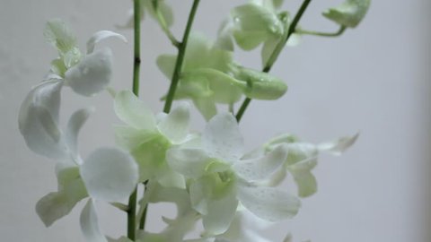 CIRCA 2010: CU White orchids against white background