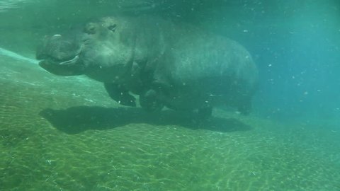 Hippo swimming underwater on sunny day
