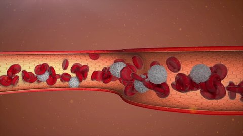 animation of bloodstream in blood vessel, including erythrocytes flow and white cells