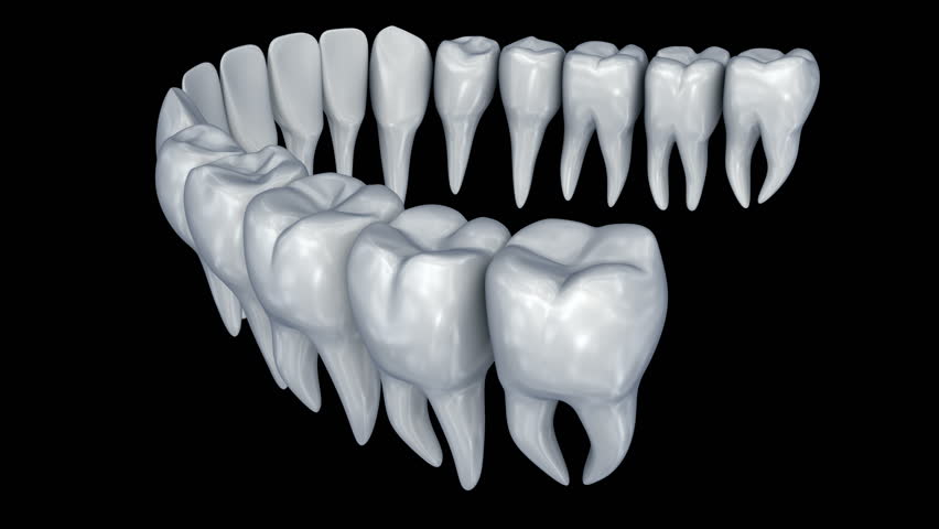 Human Teeth 3d Animation. Medically Stock Footage Video