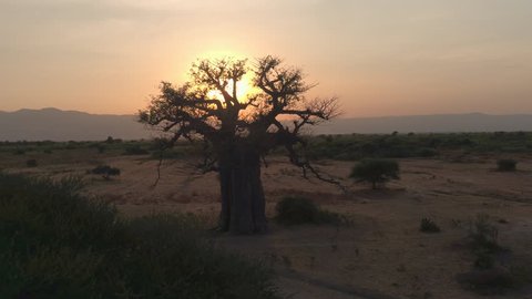 Flying towards stunning big old baobab tree on arid plains of African savannah in beautiful Tarangire National Park. Picturesque scenery with mountains in background at golden sunset