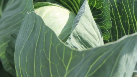 White cabbage head in a field. Close-up view