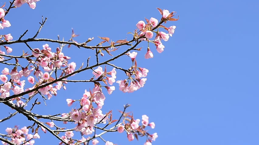 spring cherry blossoms pink flowers blue Stock Footage Video (100% ...