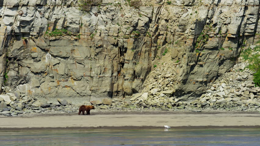 Alaskan Brown Grizzly Bear Katmai Peninsula Cliff Coastline National Park Reserve Wilderness Alaska USA RED DRAGON