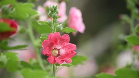 3 Nature Wallpapers And Images Download Stock Video Footage - 4K and HD Video Clips | Shutterstock 3 Nature Wallpapers And Images Download Stock Video Footage - 4K and HD Video Clips | Shutterstock