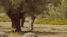 Olive tree in a plantation. Southern europe, Rhodes, Greece. 4K Video footage
