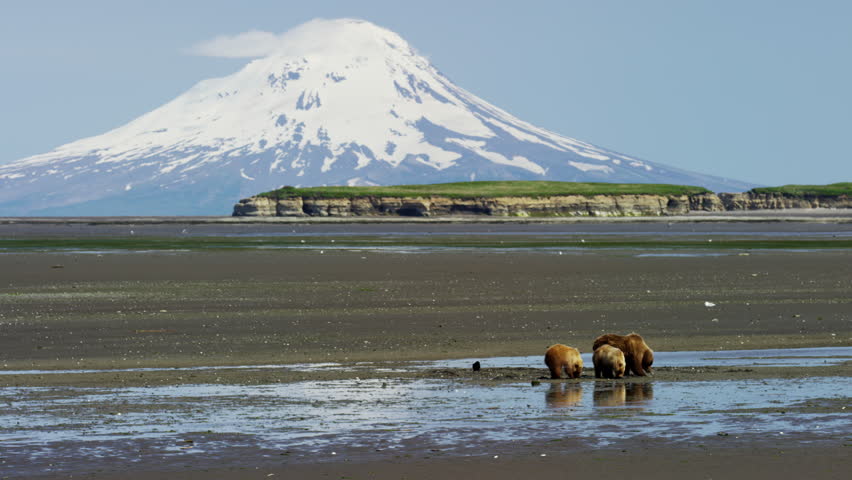 Alaskan mother Brown Bear and cubs with Mt Redoubt volcano Katmai Peninsula Coastline National Park Reserve Wilderness Alaska USA RED DRAGON