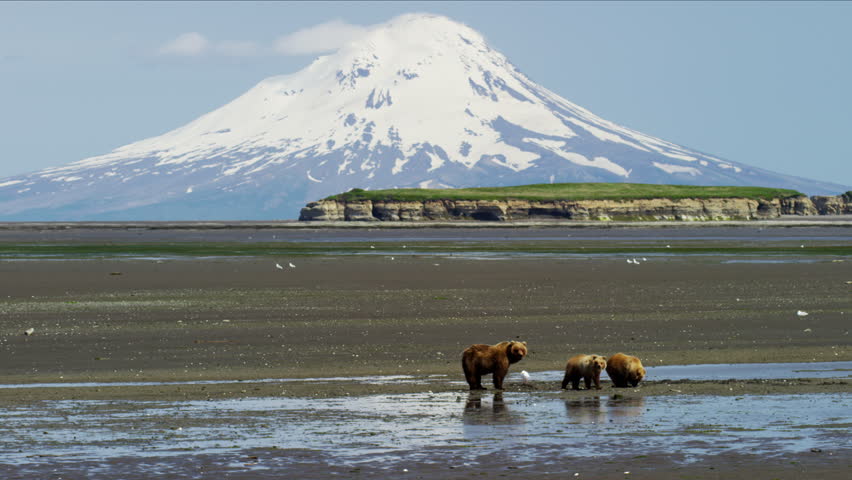 Alaskan mother Brown Bear and cubs with Mt Redoubt volcano Katmai Peninsula Coastline National Park Reserve Wilderness Alaska USA RED DRAGON