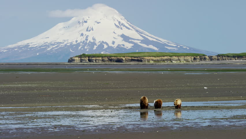 Alaskan mother Brown Bear and cubs with Mt Redoubt volcano Katmai Peninsula Coastline National Park Reserve Wilderness Alaska USA RED DRAGON