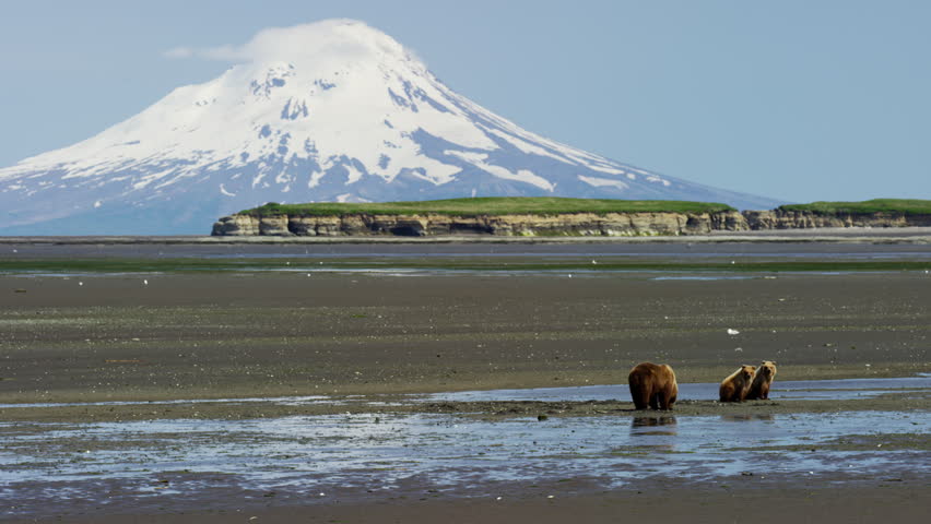 Alaskan mother Brown Bear and cubs with Mt Redoubt volcano Katmai Peninsula Coastline National Park Reserve Wilderness Alaska USA RED DRAGON