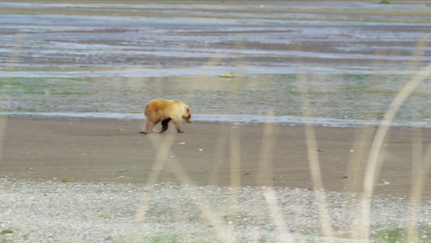 An Alaskan mother brown bear with her young cubs hunting on Katmai Peninsula National Park Reserve Alaska USA RED DRAGON