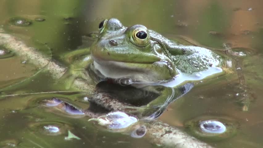 https://ak.picdn.net/shutterstock/videos/2250142/thumb/1.jpg