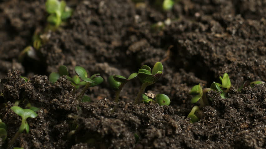 Growing Green Mustard Plants Agriculture Spring Timelapse