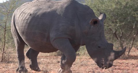 African rhinoceros running in Botswana