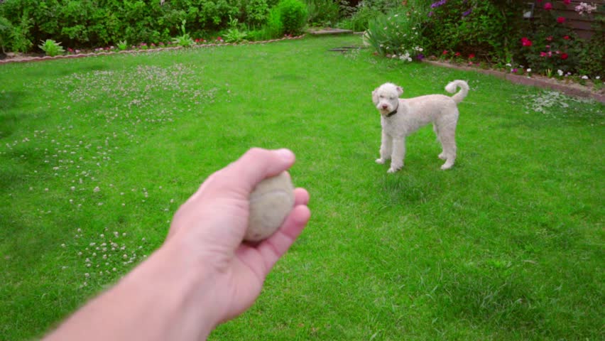 throw ball dog