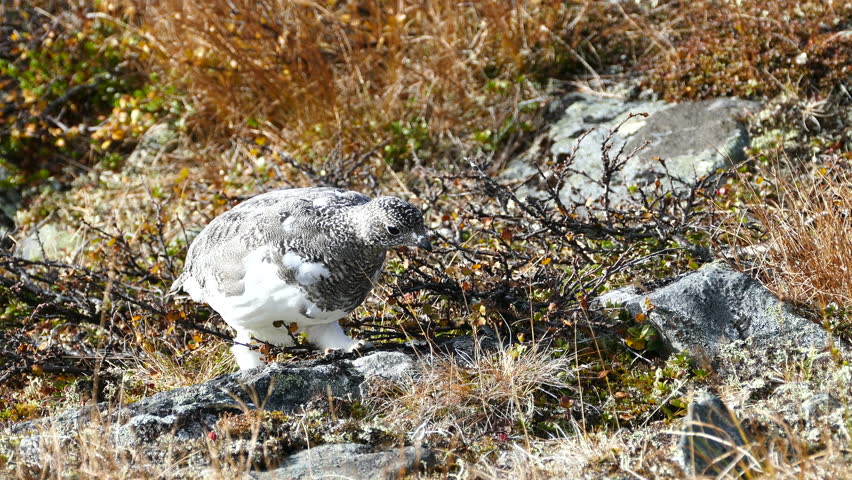 Ptarmigan bird eating seeds from a plant at Pallas-Yllästunturi National Park in Finland