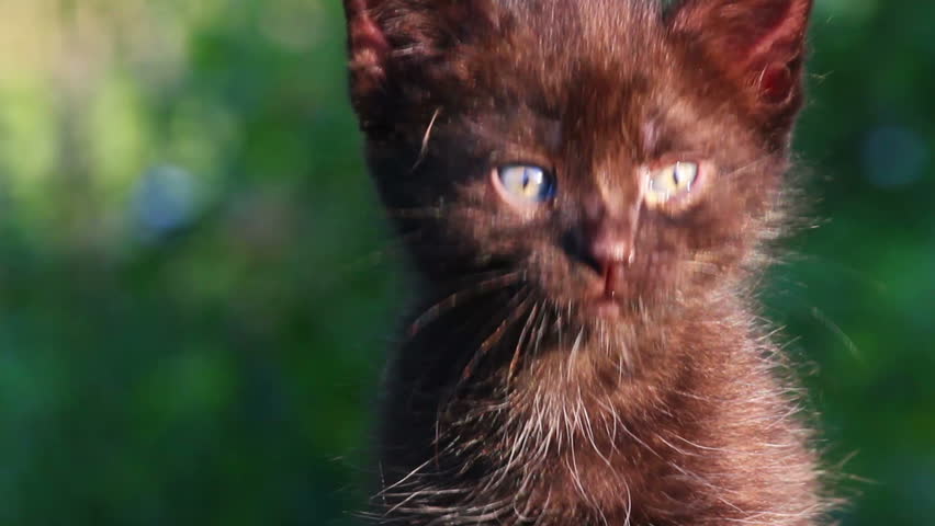 little black kitten plaintively mew outdoor