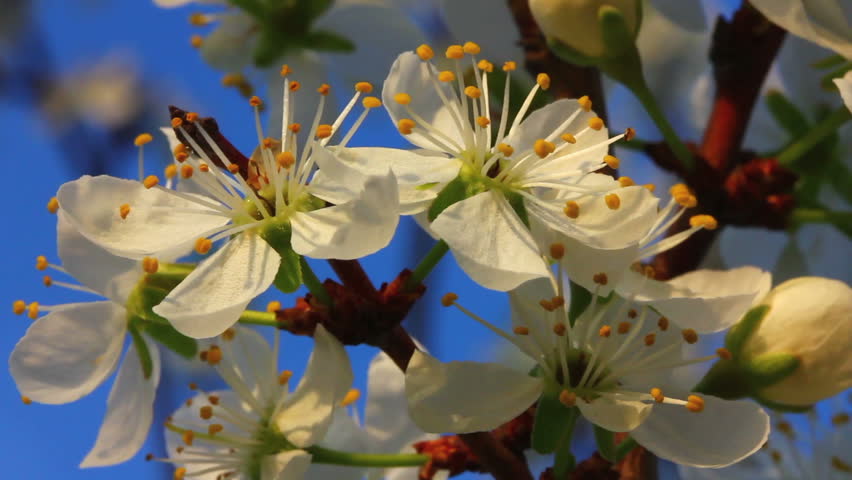 cherry tree flowers macro
