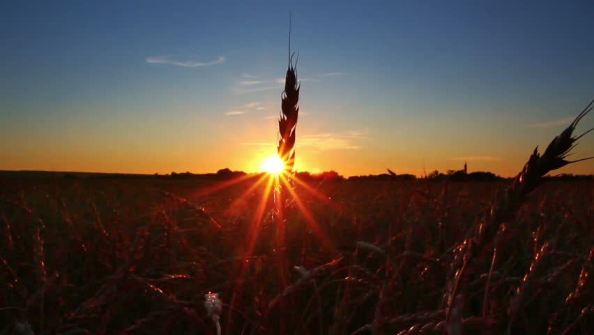 wheat ears gainst sun set