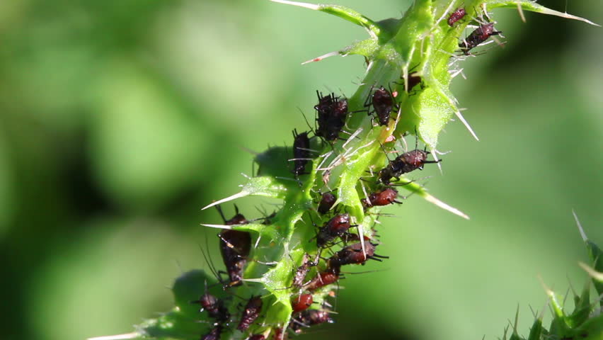 lot of aphids on plant macro