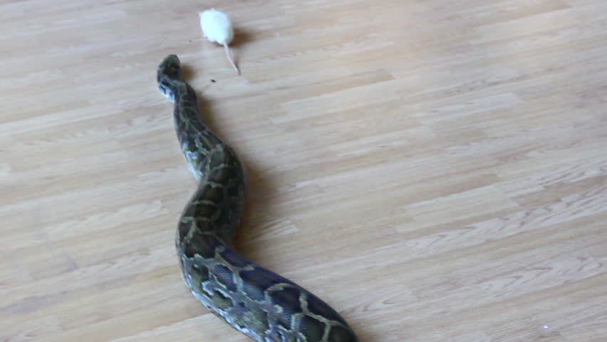 feeding snake - python eating rat