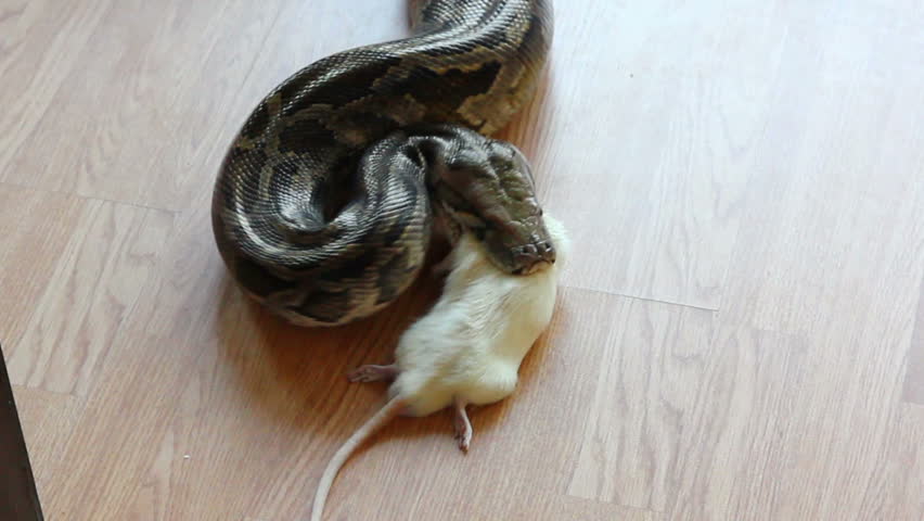 feeding snake - python eating rat