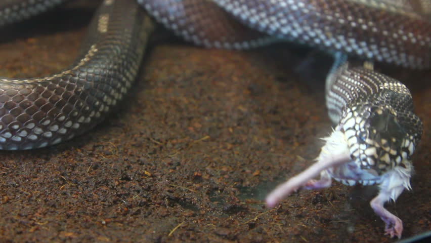 feeding reptile - snake eating mouse