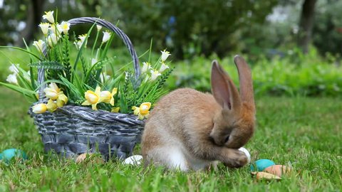 Little rabbit in the garden