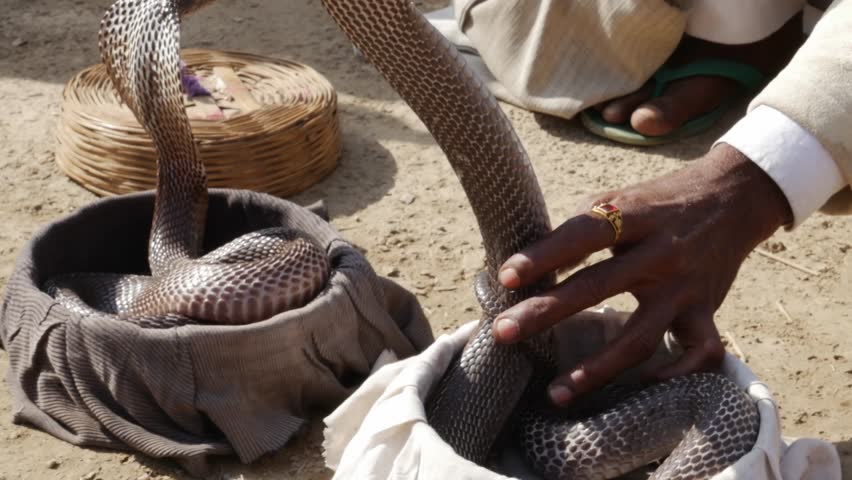 Indian Snake Charmer playing a musical instrument 