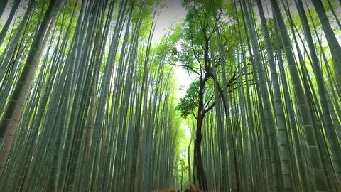 KYOTO, JAPAN-CIRKA May 2016:Bamboo grove, bamboo forest at Arashiyama, Kyoto, Japan 