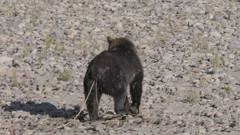 Grizzly Bear with Large Tape Worm Walking 